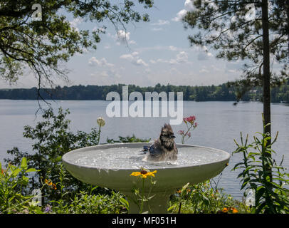 Blue Jay (Cyanocitta cristata) Spritzer über die sauberen durch den See. Stockfoto