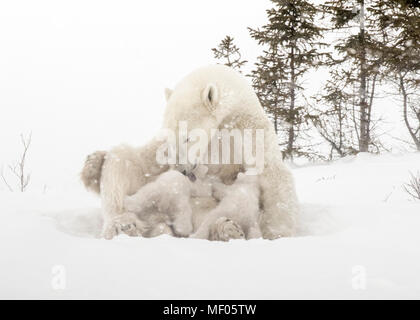 Eisbär Mutter Pflege ihren Jungen in der Nähe des denning Bereich Wapusk National Park, Manitoba, Kanada. Stockfoto