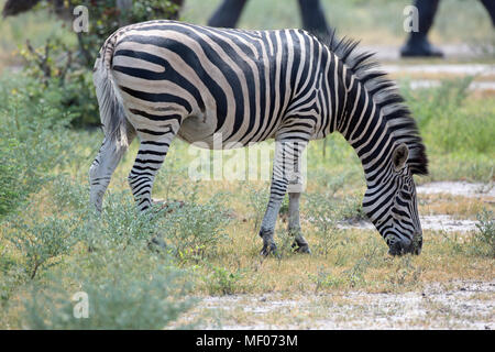 Burchell's, Gemeinsame oder Ebenen Zebra (Equus quagga Burchellii). Fütterung in der Nähe der Wüste, Savanne Grasland. Ein Pionier Grazer. Elefanten Beine im Hintergrund Stockfoto