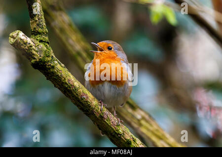 Eine Nahaufnahme von einem singenden Robin Redbreast in einigen Wäldern im Südwesten von England (UK). Stockfoto