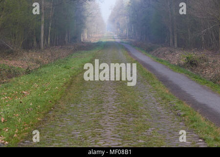 Der Wald von Arenberg mit Pflastersteinen Stockfoto