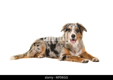 Ziemlich liegend blue merle Australian Shepherd Dog in die Kamera auf einem weißen Hintergrund suchen Stockfoto