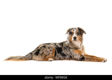 Ziemlich liegend blue merle Australian Shepherd Dog von der Seite in die Kamera auf einem weißen Hintergrund isoliert auf der Suche gesehen Stockfoto