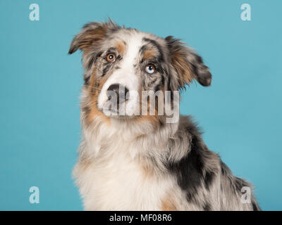 Porträt eines hübschen Odd eyed Australian Shepherd Dog auf einem blauen Hintergrund in ein horizontales Bild Stockfoto