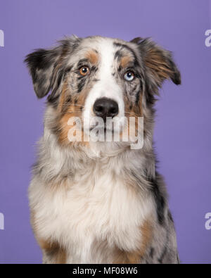 Porträt eines Odd eyed Pretty blue merle Australian Shepherd Dog auf einem Lavendel Lila Hintergrund Stockfoto