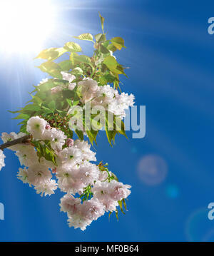 Ein Zweig der blühenden Kirschbaum Blüten mit weißen Knospen und Blätter gegen ein klarer blauer Himmel mit Sonne, Balken Stockfoto