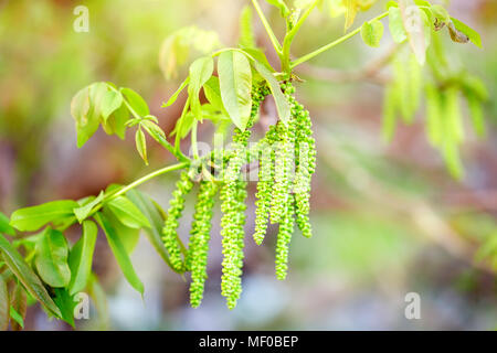 Nussbaum blüht. Walnüsse junge Blätter und Blütenstände. Floral background. Im Garten arbeiten. Stockfoto