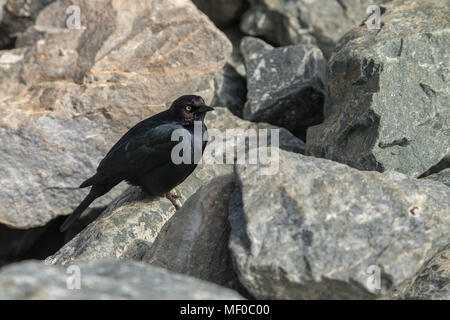 Männliche Brauer blackbird (Euphagus cyanocephalus) auf den Felsen am Crissy Field, San Francisco, California, United States thront. Stockfoto