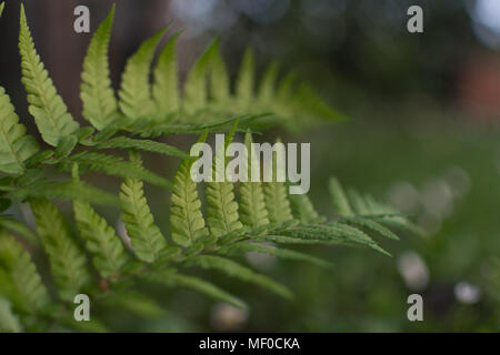 Weiche Schild Farnblätter - polystichum setiferum" Plumosomultilobum" Stockfoto