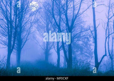 Feder. Ein dicker Nebel in der Nacht den Wald. Große Vollmond hinter den Zweigen von Bäumen Stockfoto