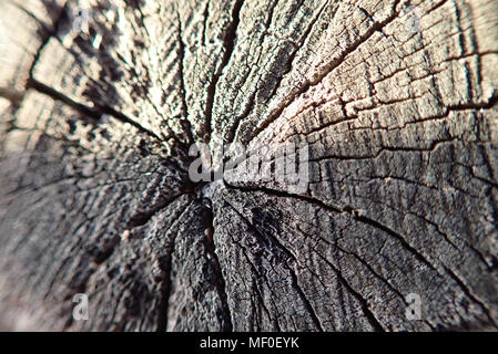 Close up loquat Baumstamm Stockfoto