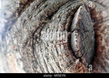 Close up loquat Baumstamm Stockfoto