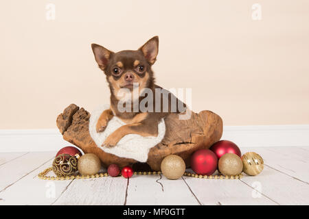 Chihuahua liegen in einem Holz- korb mit Weihnachten Dekoration umgeben Stockfoto