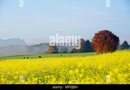 Deutschland, Bayern, Oberbayern, herbstliche andscape in der Nähe von Icking Stockfoto