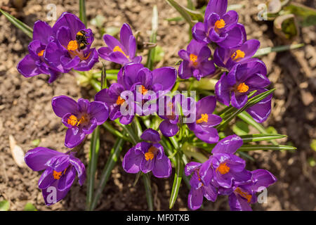 Erste Frühling Blumen, Primrose. Blüte der violette Krokusse, Bienen und Hummeln, im letzten Jahr Laub. Feder botanischen Hintergrund Stockfoto