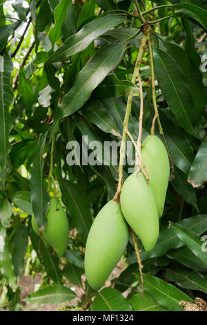 Mango ist ein Bündel auf einen Baum mit roten Ameisen Stockfoto