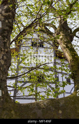 Eine andere und ungewöhnliche Ansicht von Shakespeares Globe Theatre am Südufer der Themse in London. Die Globe Theater durch die Bäume gesehen. Stockfoto