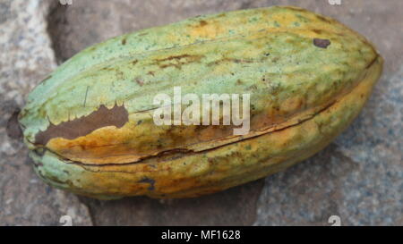 Kakao Obst, frisch, Nahaufnahme, Ghana Stockfoto
