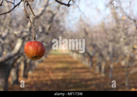 Lonely apple bleibt hängen in der Orchard nachdem alle Blätter von den Bäumen in Yakima, Washington gefallen sind. Stockfoto
