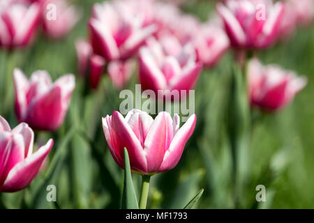 Nahaufnahme eines fied mit rosa und weißen Tulpen in Ungarn Stockfoto