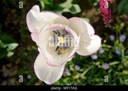 Nahaufnahme von einem violetten und weißen Tulpen im Garten mit blutenden Herzen im Hintergrund Stockfoto