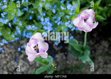 Lila und weißen Tulpen im Garten mit Vergißmeinnicht Blumen, in dem er Hintergrund Stockfoto