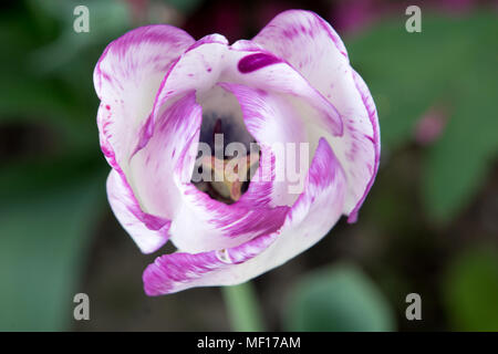 Nahaufnahme eines Lila und White Tulip Stockfoto