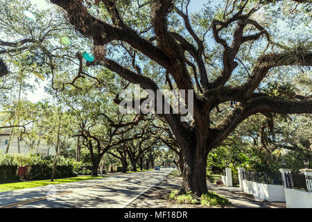 Eichen entlang Korallenriff, Coral Gable, Miami-Dade County, Florida, USA. Stockfoto