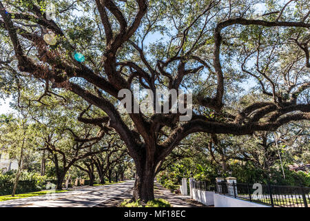 Eichen entlang Korallenriff, Coral Gable, Miami-Dade County, Florida, USA. Stockfoto