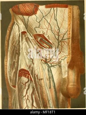 Anatomische Abbildung: Darstellung einer hernie sowie große Venen und Arterien, 1892. Mit freundlicher Genehmigung Internet Archive. () Stockfoto
