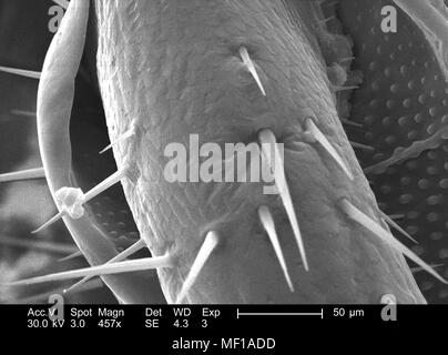 Exoskeletal Oberfläche eines nicht identifizierten Roach, in der 457 x vergrößert dargestellt Rasterelektronenmikroskopische (SEM) Bild, 2005. Mit freundlicher Seuchenkontrollzentren (CDC)/Janice Haney Carr. () Stockfoto