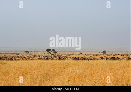 Masai Mara Landschaft. Gnus Herden weiden auf der Savanne - goldenes Grasland in der fernen Dunst stretch Stockfoto