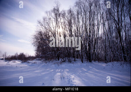 Sonnenlicht fällt durch die hohen Bäume werfen lange Schatten. Ein Januar Tag am Ufer der Weichsel, Polen Stockfoto