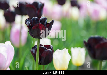 Schöne Burgund schwarze Tulpen blühen in einem Park. Nahaufnahme Detail auf einem unscharfen Hintergrund Stockfoto