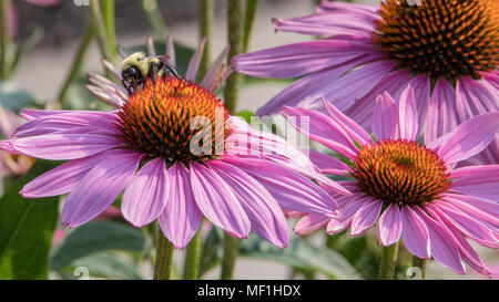 Biene bestäubt rosa Kegel Blumen Stockfoto