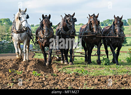 Amish Arbeitspferde Pflügen Feld - im Holmes County, Ohio größte Amish der Erdbevölkerung. Die Amischen farmer Pflügen und ist hinter versteckt. Stockfoto