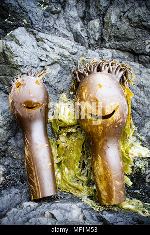 Kelp Meeresalgen in eine menschliche Figur eines Mannes und einer Frau geschnitzt. Stockfoto