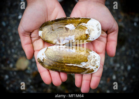 Hände halten eine Pazifische Razor Clam Shell in der nähe von Tofino im Pacific Rim National Park auf Vancouver Island, British Columbia, Kanada. Stockfoto