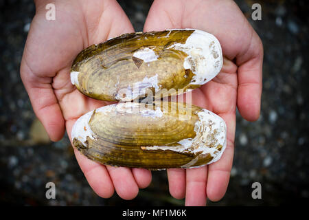 Hände halten eine Pazifische Razor Clam Shell in der nähe von Tofino im Pacific Rim National Park auf Vancouver Island, British Columbia, Kanada. Stockfoto