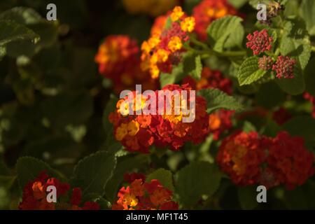 Lantana Bush Blühen in Phoenix, Arizona Stockfoto