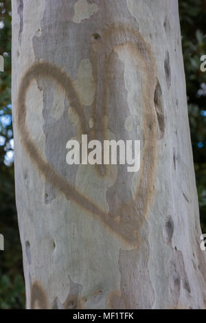 Einen Kaugummi Baum mit einem Herz auf malte es Stockfoto