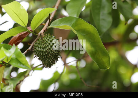 Schließen Sie herauf Bilder der stachelige Apfel Obst am Phipps Botanischer Garten Stockfoto