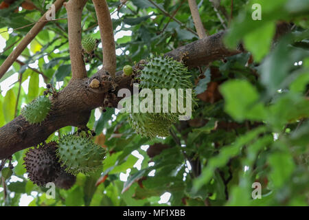 Schließen Sie herauf Bilder der stachelige Apfel Obst am Phipps Botanischer Garten Stockfoto