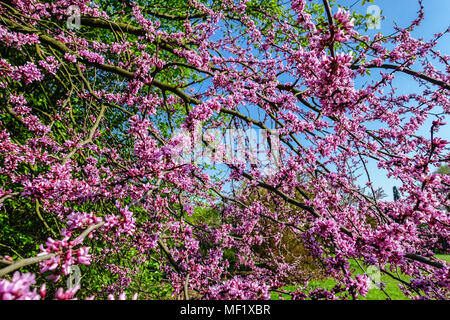 Redbud, Cercis canadensis Stockfoto