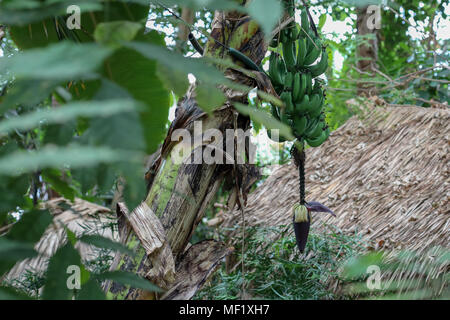 Grüner Banane Pflanze hängen von Baum Stockfoto