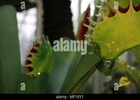 Schöner, Größer als das Leben, buntes Glas Venus Trap Blumen fliegen wie am Phipps Conservatory botanischen Garten gesehen. Stockfoto