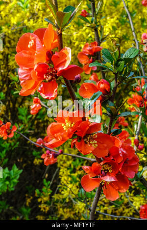 Blühende Quince Blüte Chaenomeles x Superba „Verboom's Vermilion“ Blüte Stockfoto