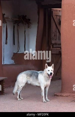 Wolfshund (Weißer Schäferhund - Wolf Kreuz) im El Rancho de Las Golondrinas Stockfoto