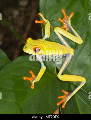 Red-eyed Tree Frog (Agalychnis callidryas) auf Blatt im Regenwald Stockfoto