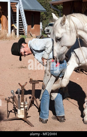 Lustiges Pferd zieht schelmisch rotes Taschentuch aus der Gesäßtasche des Cowboys, während er Hufeisen anzieht Stockfoto